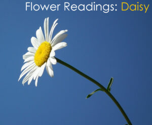 Flower Reading: Daisy