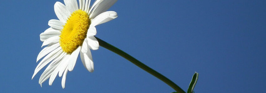 Flower Reading: Daisy