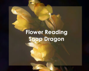 Flower Reading: Snap Dragon