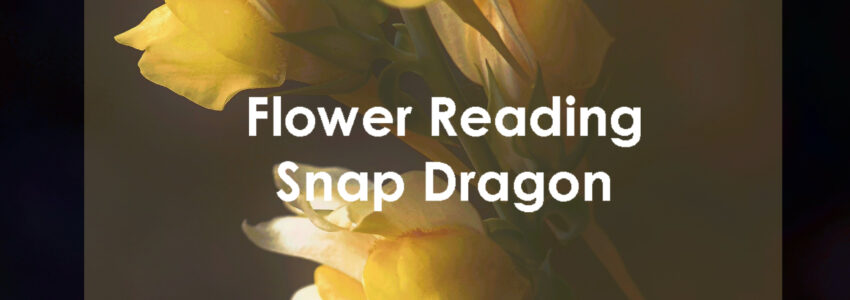Flower Reading: Snap Dragon