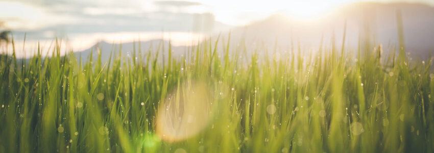 Spring image of grass blades with sun rising