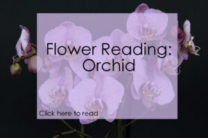 Flower Reading: Orchid